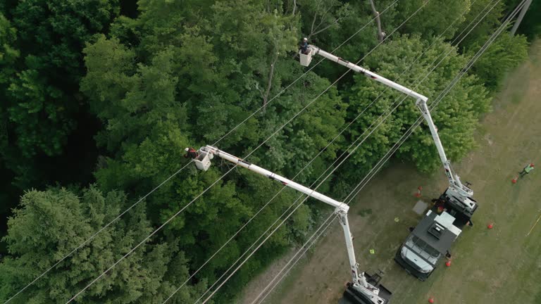 Provo, UT  Tree Services Company