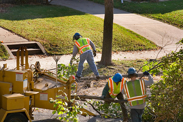 Best Tree Preservation Services  in Provo, UT