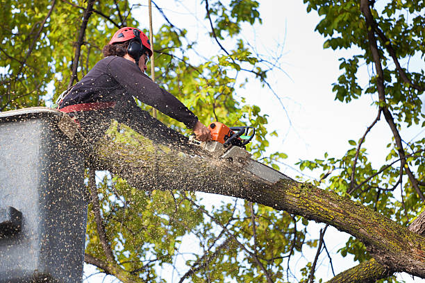 Lawn Pest Prevention in Provo, UT